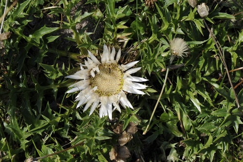 Carlina acaulis