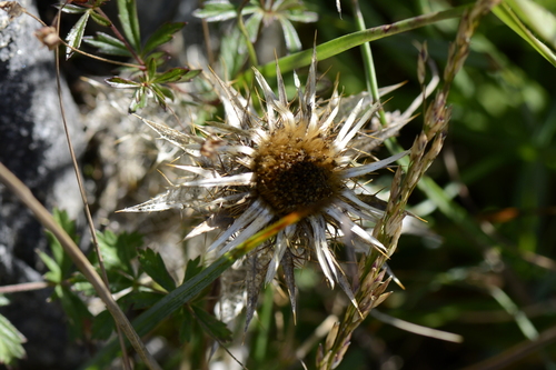 Carlina vulgaris