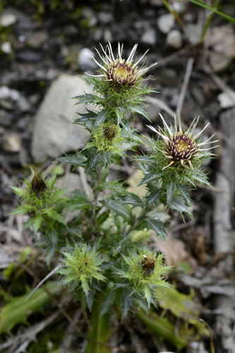 Carlina vulgaris