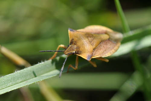 Carpocoris fuscispinus