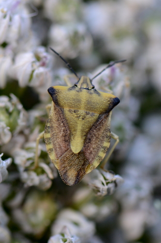 Carpocoris fuscispinus