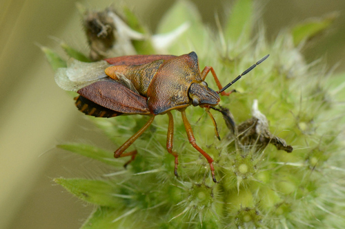 Carpocoris purpureipennis