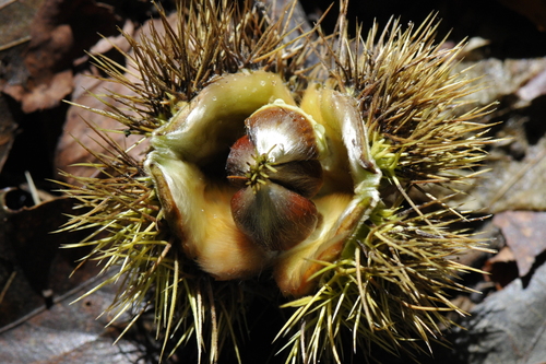 Castanea sativa