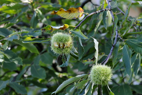 Castanea sativa