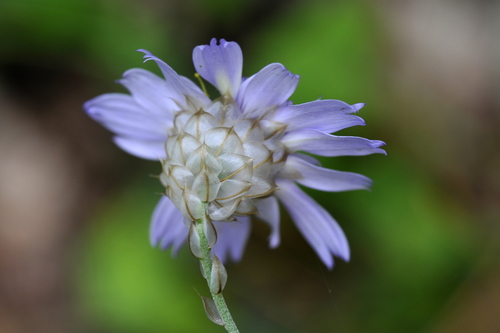 Catananche caerulea