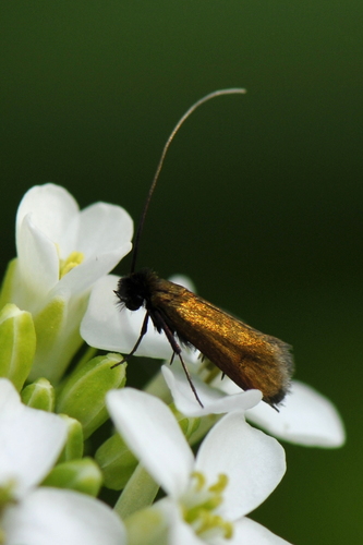 Cauchas rufimitrella