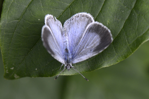 Celastrina argiolus