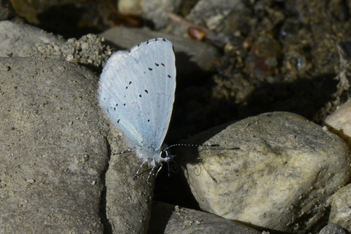 Celastrina argiolus