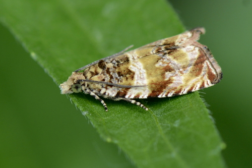Celypha
