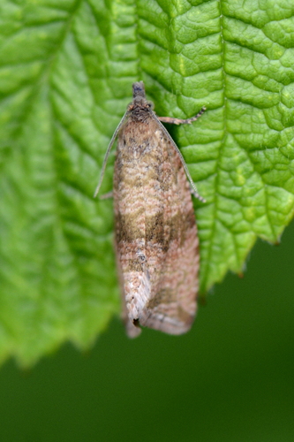 Celypha striana
