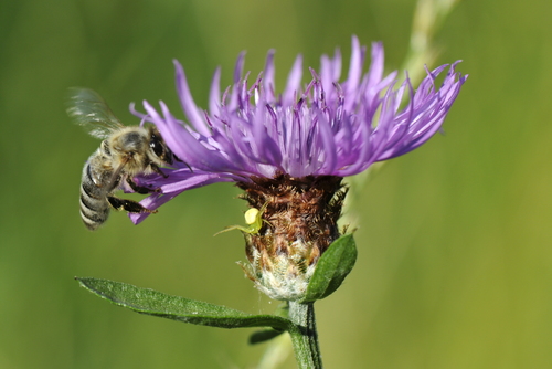 Centaurea jacea
