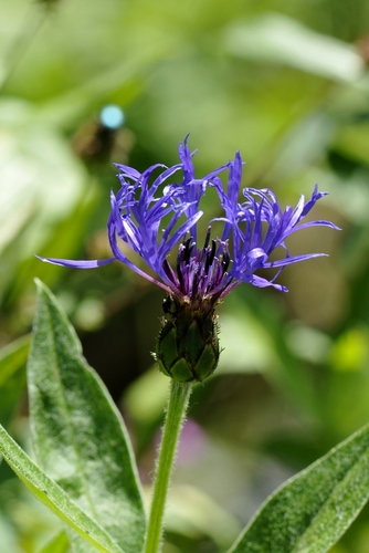 Centaurea montana