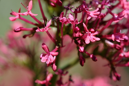 Centranthus ruber