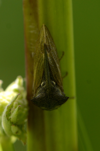 Centrotus cornutus