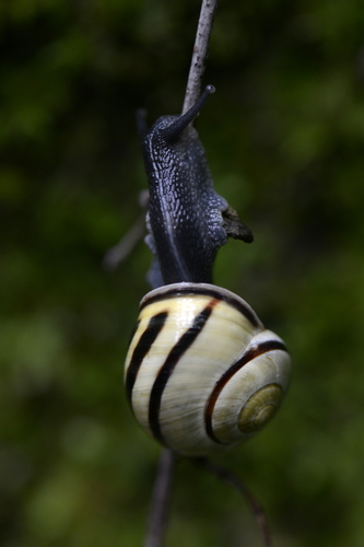 Cepaea nemoralis