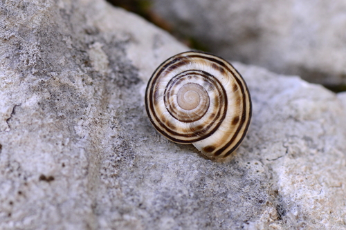Cepaea sylvatica