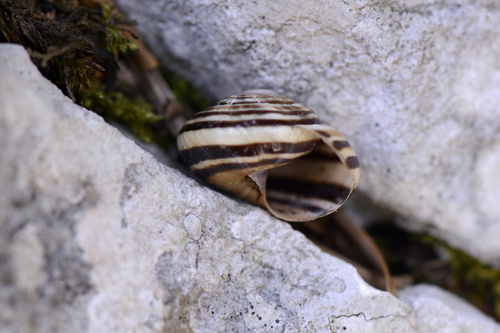 Cepaea sylvatica
