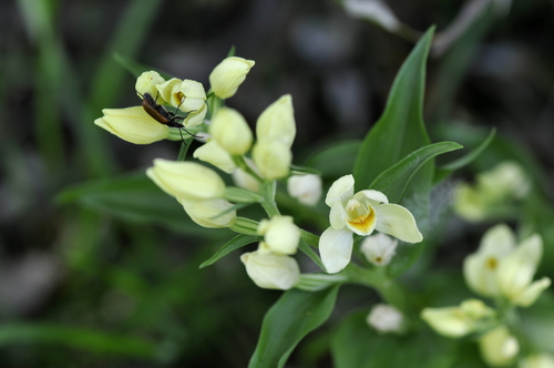 Cephalanthera damasonium