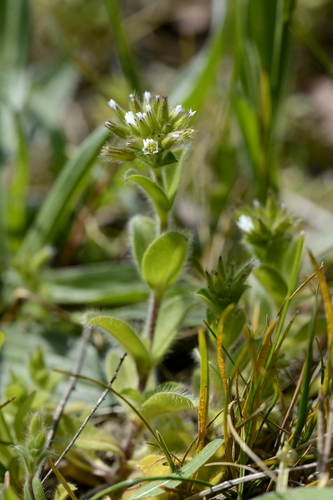Cerastium glomeratum