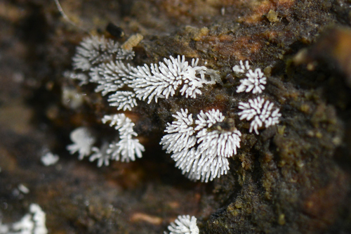 Ceratiomyxa fruticulosa