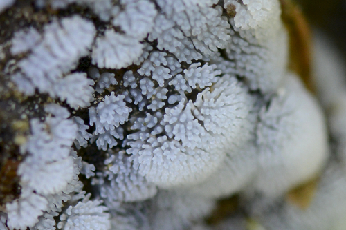 Ceratiomyxa fruticulosa