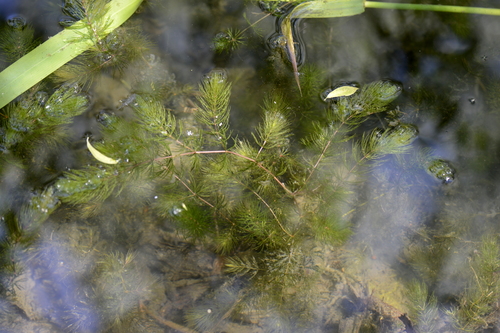 Ceratophyllum demersum