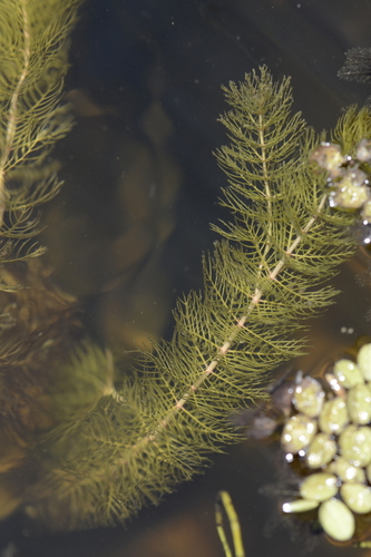 Ceratophyllum demersum