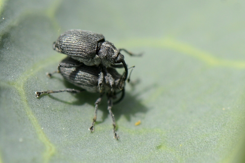 Ceutorhynchus obstrictus