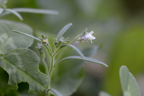 Chaenorhinum minus