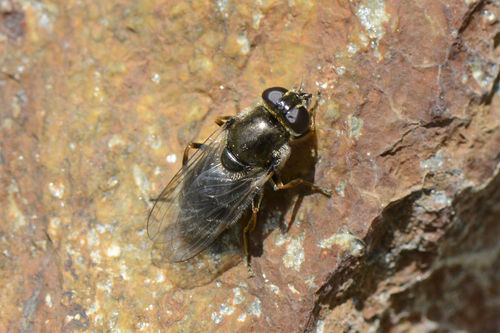 Cheilosia caerulescens
