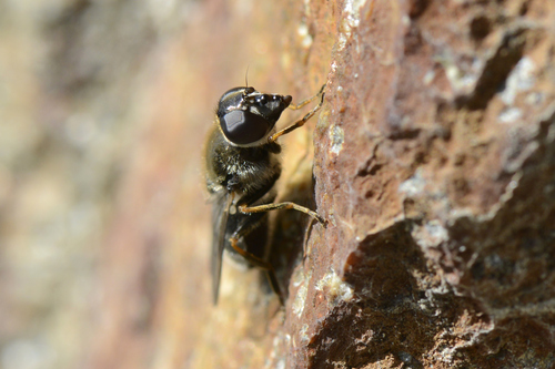 Cheilosia caerulescens