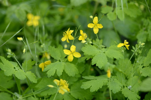 Chelidonium majus