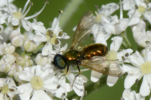Chloromyia formosa