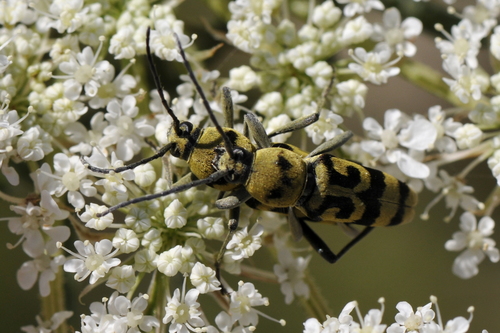 Chlorophorus varius