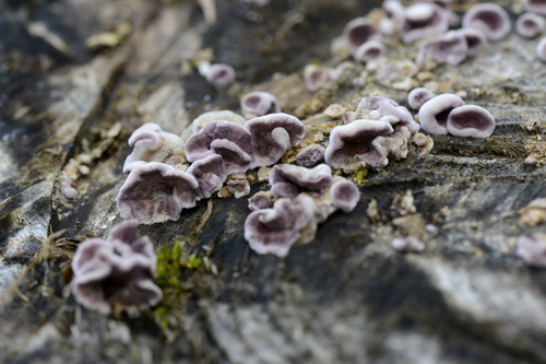 Chondrostereum purpureum