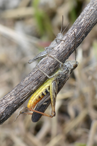 Chorthippus brunneus