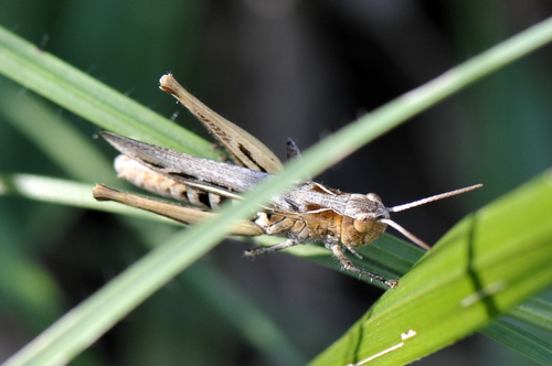 Chorthippus