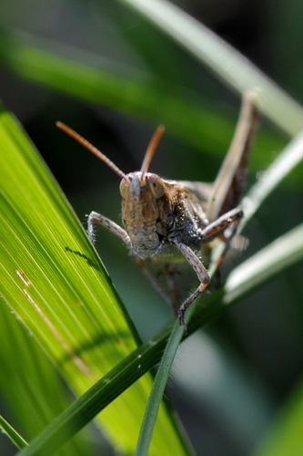Chorthippus