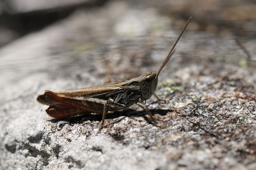 Chorthippus