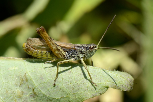 Chorthippus