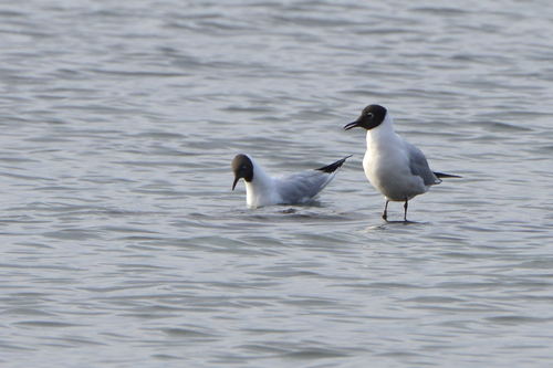 Chroicocephalus ridibundus