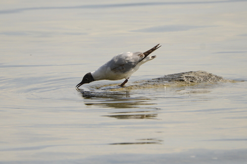 Chroicocephalus ridibundus