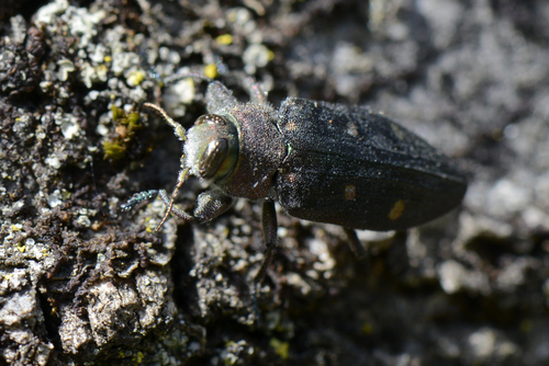 Chrysobothris affinis
