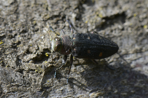 Chrysobothris affinis