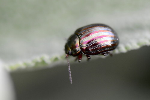Chrysolina americana