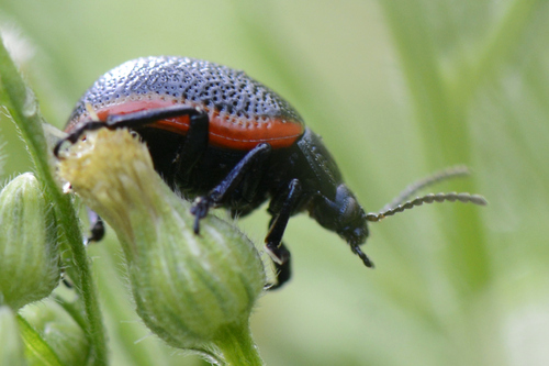 Chrysolina sanguinolenta