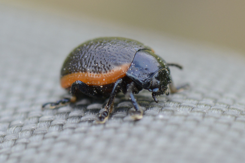 Chrysolina sanguinolenta