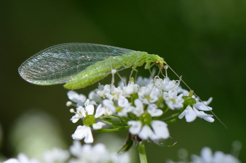 Chrysoperla Chrysoperla