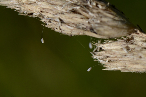 Chrysopidae