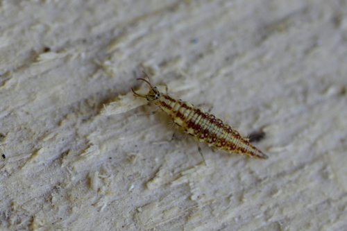 Chrysopidae